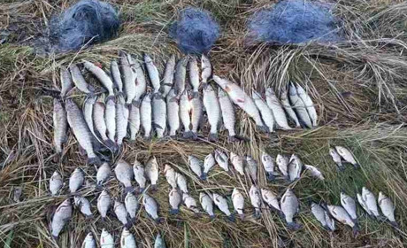 Збитки – понад 180 тисяч гривень. Патруль спіймав браконьєра на Менщині