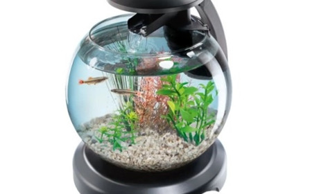 Як утримувати акваріум в порядку: поради для початківців