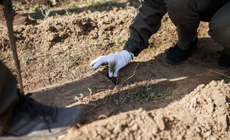Під час війни на Полтавщині висадили майже 200 гектарів нового лісу