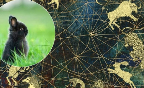 2023 рік. Якої тварини він буде та що принесе городоччанам?