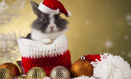 Чи будуть вихідні на Різдво та новий рік