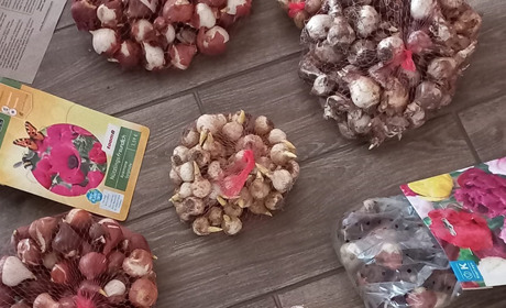 Школи Старокостянтинівської громади долучилися до проєкту "Квітковий рай у кожній школі України"