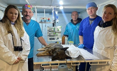 У Лозовій зоозахисники безкоштовно стерилізують та вакцинують безпритульних тварин