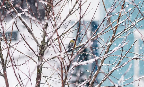 Зливи, сніг та плюсова температура: чого чекати гадячанам від погоди впродовж тижня