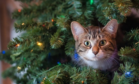 Рятувальники Нікопольщини нагадують правила безпеки під час Новорічних та Різдвяних свят