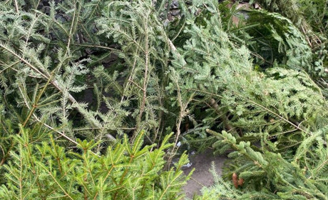 Святу бути: в Южному почали продавати живі новорічні ялинки (ФОТО)