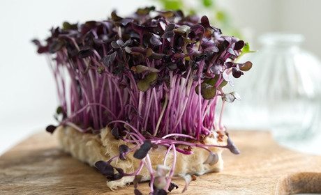 Посівний календар на січень 2023