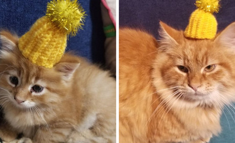 3 історії про дива, котенят та оголошення на Гард.City