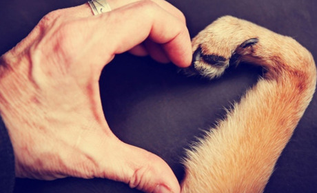 🐶Одеські рятувальники дістали собаку, який провалився у вигрібну яму - ФОТО