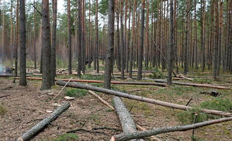 Рубали ліс біля білоруського кордону: що відомо про злочин на Сарненщині