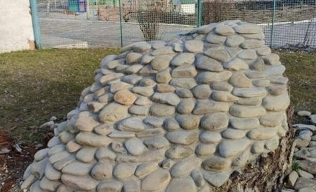 У Мелітопольському районі спиляли 400-літній дуб, який вважався пам’яткою природи