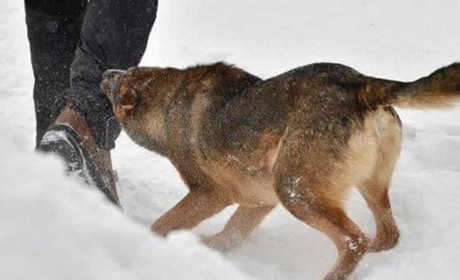 Жительку Южного вкусив собака, потерпілу госпіталізували