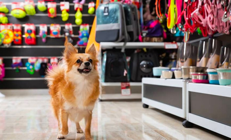 Яким має бути догляд за шерстю?