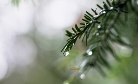 Погода в Кагарлику та Ржищеві на тиждень - з 16 по 22 січня