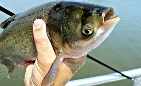 Понад 80 товстолобів: на Дністрі біля села Маяки спіймали браконьєра. Він завдав збитків на 350 тис.