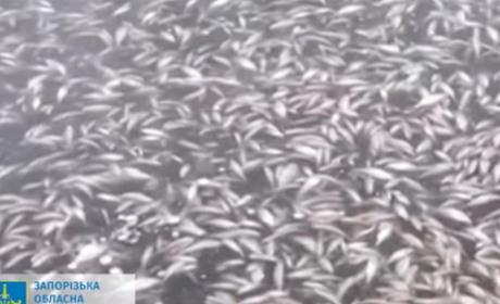 Через обстріли греблі Каховської ГЕС у Дніпрі гине риба