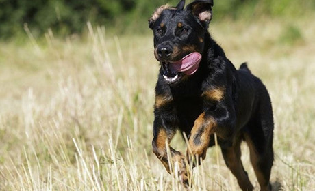 Гострий нюх: пес-прикордонник Рембо з Одещини виявив наркотики у далекобійників на кордоні