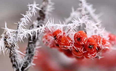 Погода в Кагарлику та Ржищеві на тиждень - з 23 по 29 січня