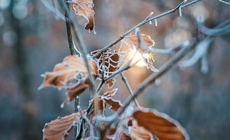 Погода в Кагарлику та Ржищеві на тиждень - з 30 січня по 5 лютого