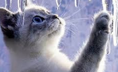 Лютий здивує? Синоптик розповів, якої погоди чекати у останній зимовий місяць