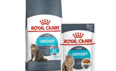 Як підібрати корм, якщо у кішки "ніжний" шлунок?