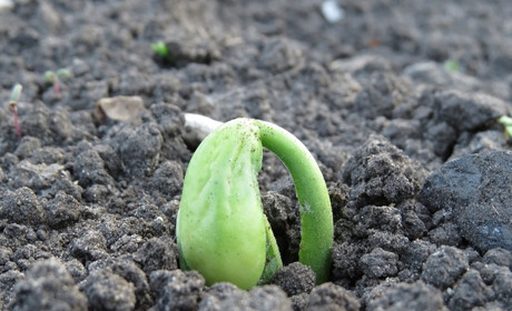 Посівний календар на лютий: що уже можна робити з рослинами