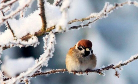 Якою буде погода на Кагарличчині та Ржищівщині на вихідні