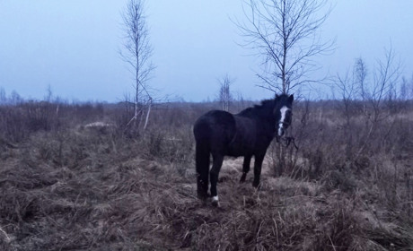 Жительці Сарненського району загрожує до восьми років за крадені гроші та «позиченого» коня