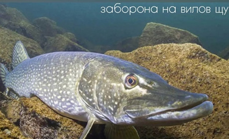 З 15 лютого в Україні заборонять ловити щуку до кінця березня