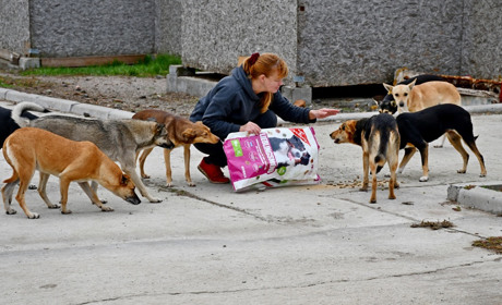 Олена Вошун: про географію благодійної підтримки фонду «Шанс на життя» та проблему залишених собак