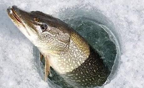 Ловись, рибко, та не вся: щуку заборонили ловити до кінця березня