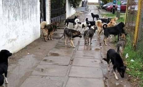 Як потерпають в окупації бездомні тварини