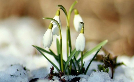 Зима, яка уже доживає свого віку, була аномально теплою...