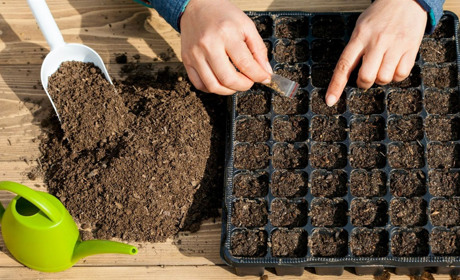 Які квіти і овочі можна сіяти в кінці лютого: три базові правила для вирощування розсади