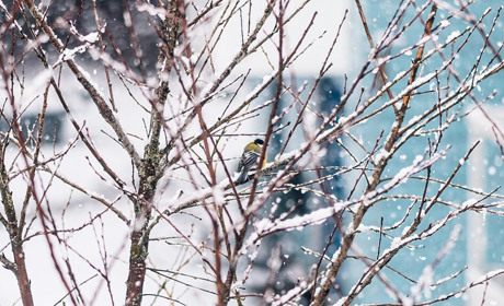 Погода на 27 лютого - 5 березня: яким буде початок тижня