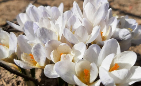 Перші квіти: бережемо і не забуваємо про штрафи за їх знищення та збут