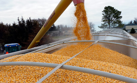 Зерно Херсонщини для "новой родины"