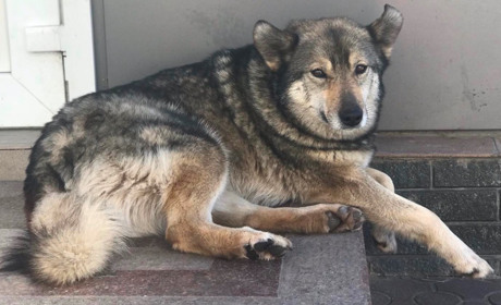 Собаки відчувають загрозу обстрілу і просяться до магазину: як живуть безпритульні тварини Нікополя