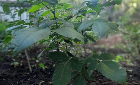 Пагінці молодого саду: історія успіху екологічного проєкту учнів Нікопольського професійного ліцею