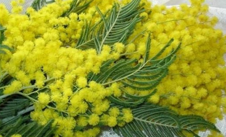 ТАЄМНИЧА КВІТКА «МІМОЗИ»