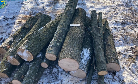 У Конотопі чоловіка запідозрили в незаконній рубці дерев. Яких збитків "лісоруб" завдав державі