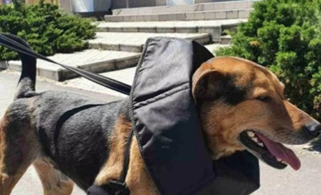 Від вибухів собака втік з Каховки до Василівки