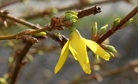 Погода у Старокостянтинові на 20-26 березня: синоптики прогнозують потепління