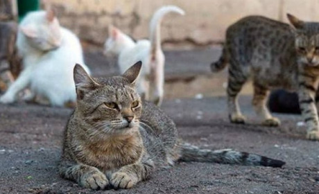 «Навіть донат в три гривні має значення». Мешканка Торецька про допомогу бездомним тваринам