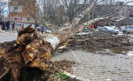 В Одесі внаслідок штормового вітру дерево впало на літню жінку
