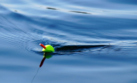 Рибалкам Київщини: розпочинається нерест. Ловити рибу заборонено