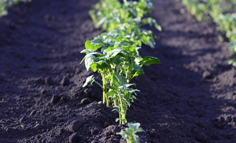 Що садити в квітні: місячний посівний календар