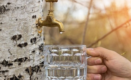 Березовий сік: скільки старокостянтинівцям може коштувати його збір