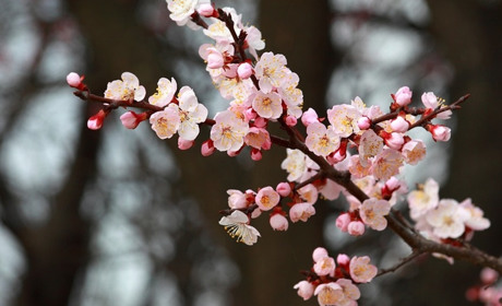 Які свята святкуватимемо у квітні 2023: календар дежавних, професійних свят та іменин