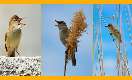 Співаки Пасківського ставка – пернаті солісти Кагарлика